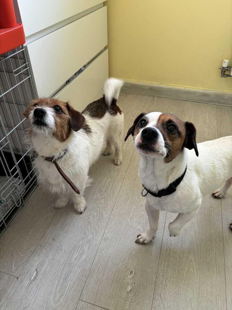 Jack Russell Terrier